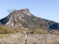 Sisteron Collet  Trio de chênes pubescents sur fond de Baume