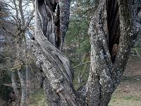 Sisteron - Balade au Collet  Viel amandier tourmenté