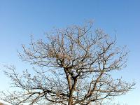 Sisteron - Route Napoléon  Chêne blanc solitaire dans les belles couleurs de l'aurore