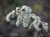 Sisteron 10 janvier 2018  Sur les rives du Buech