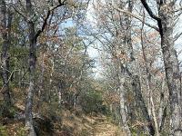 Saint Donat le Haut  Le sentier (GR 653D)