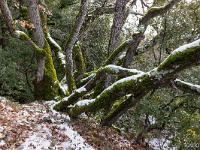Saint Donat le Haut  Chênes pubescents au Sud de la doline qui abrite l'édifice