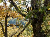 Tour du cirque de Valbelle  Chênes verts au couleurs de l'automne