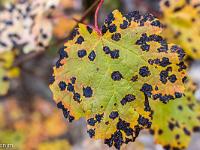 Tour du cirque de Valbelle  Feuillage tâcheté. Je ne sais pas ce que c'est ! ...