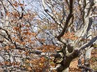 Tour du cirque de Valbelle  Ici commence le royaume des hêtres