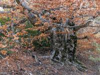 Tour du cirque de Valbelle  On y trouve de beaux spécimens ! ...