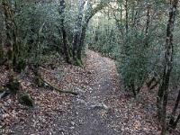 Tour du cirque de Valbelle  Le sentier chemine ici au travers d'un bois de buis au troncs impressionnants !