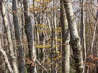 Tour du cirque de Valbelle  Forêt de fayards (hêtres)