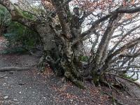 Tour du cirque de Valbelle  Enorme fayard en bordure de crête