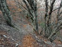 Tour du cirque de Valbelle  La descente se fait majoritairement  dans une forêt de fayards (hêtres)