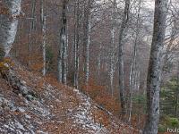 Tour du cirque de Valbelle  Le sentier dans la forêt 2/3