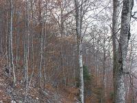 Tour du cirque de Valbelle  Le sentier dans la forêt 3/3
