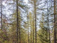 Tour du cirque de Valbelle  Le sentier traverse ensuite un gros bois de mélèzes 1/3