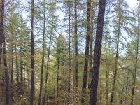 Tour du cirque de Valbelle  Le sentier traverse ensuite un gros bois de mélèzes 2/3