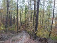 Tour du cirque de Valbelle  Le sentier traverse ensuite un gros bois de mélèzes 3/3