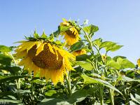 Tournesols
