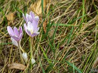Valbelle  Valbelle - Crocus aux Escoffiers ...