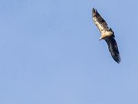 St May - Col de St May  Vautour fauve
