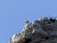 St May - Col de St May  Vautour posté au sommet de la falaise. On les trouvent souvent en groupe
