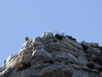 St May - Col de St May  Vautour posté au sommet de la falaise. La photo n'est pas de très bonne qualité, mais je me suis rapproché le plus près que possible et ai pris le cliché avec mon 250mm zoomé à fond !