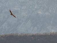 St May - Col de St May  Vautour moine. Sa taille est de 100 à 115 cm et son envergure 250 à 295 cm. Il pèse de 7 à 10 kg et peut vivre jusqu'à 50 ans. Il se reproduit dès l'age de 3 ou 4 ans (un seul petit par couvée)