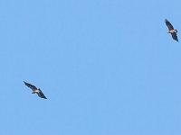 St May - Col de St May  Vautours fauves