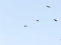 St May - Col de St May  Les voila qui virevoltent !