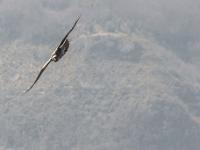 Rémuzat - Rocher du Caire  Février 2017