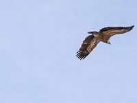 Rémuzat - Rocher du Caire  Février 2017