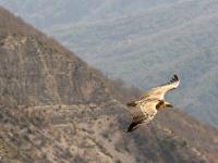 Rémuzat - Rocher du Caire  Février 2017