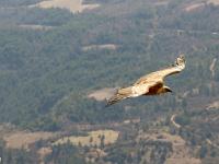 Rémuzat - Rocher du Caire  Février 2017