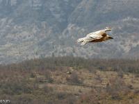Rémuzat - Rocher du Caire  Février 2017