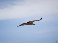 Rémuzat - Rocher du Caire  Février 2017