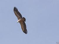 Rémuzat - Rocher du Caire  Février 2017