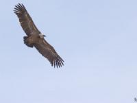 Rémuzat - Rocher du Caire  Février 2017