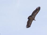 Rémuzat - Rocher du Caire  Février 2017