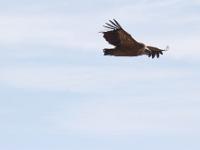Rémuzat - Rocher du Caire  Février 2017