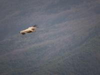 Rémuzat - Rocher du Caire  Février 2017