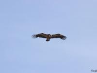 Rémuzat - Rocher du Caire  Février 2017