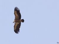 Rémuzat - Rocher du Caire  Février 2017