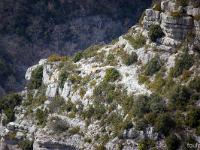 Rémuzat - Rocher du Caire  Février 2017