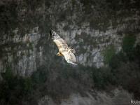 Rémuzat - Rocher du Caire  Février 2017