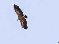 Rémuzat - Rocher du Caire  Février 2017