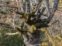 St May - Col de St May  Un vieux chêne en bord de sentier en redescendant