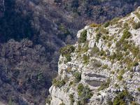 Rémuzat - Rocher du Caire  Les falaises ou nichent les vautours au dessus de Rémuzat