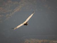 Rémuzat - Rocher du Caire  17 octobre 2017