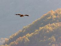 Rémuzat - Rocher du Caire  17 octobre 2017