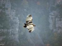 Rémuzat - Rocher du Caire  17 octobre 2017