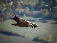 Rémuzat - Rocher du Caire  17 octobre 2017