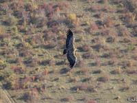 Rémuzat - Rocher du Caire  17 octobre 2017